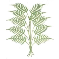 Fern Wall Art