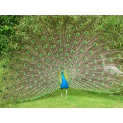 Octagonal Peacock Sundial - 230mm -Garden Supply Discount Store peacock live 1