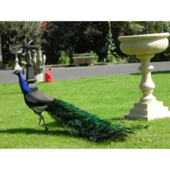 Octagonal Peacock Sundial - 230mm -Garden Supply Discount Store peacocksundial2 1